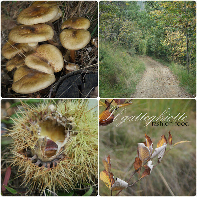 Il bosco di ottobre…tutte le sfumature dell’autunno