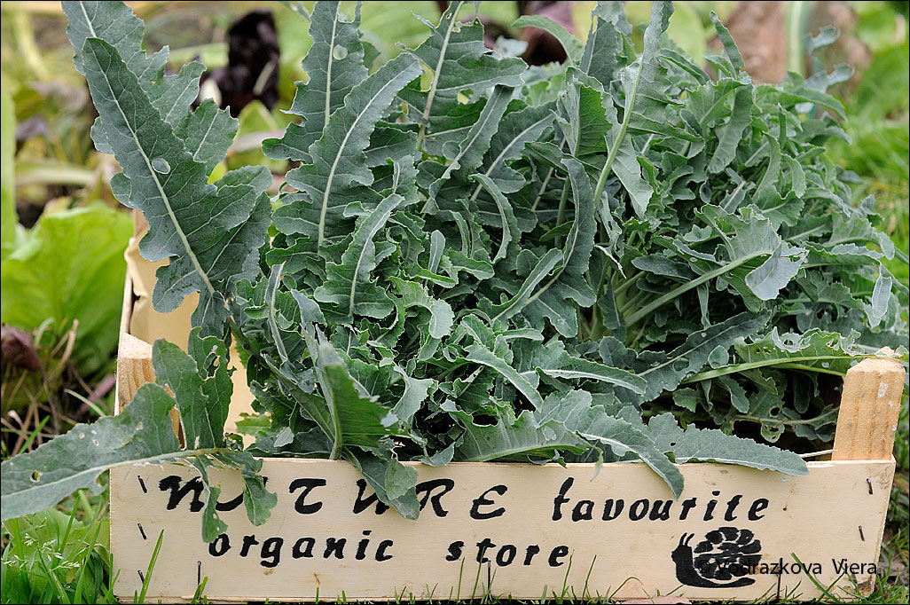 Broccolo fiolaro di creazzo nostro orto