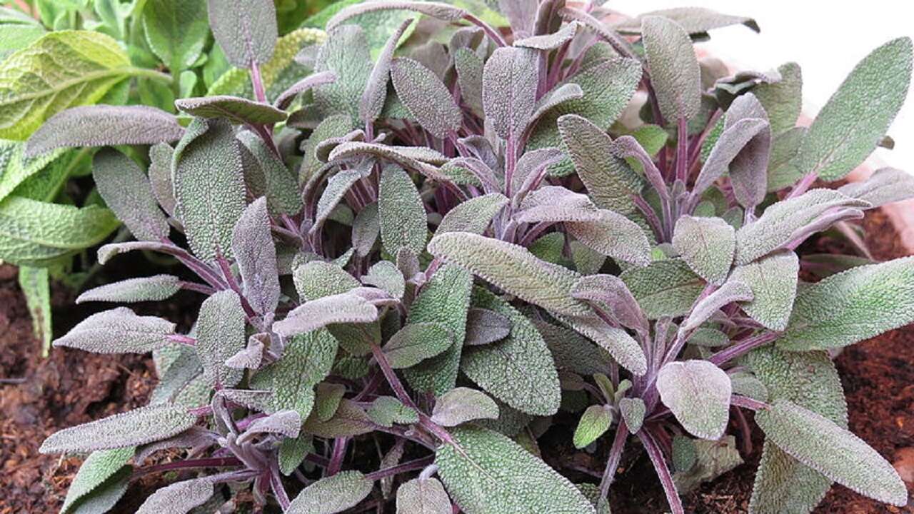 Come conservare le erbe aromatiche: 4 modi per farlo