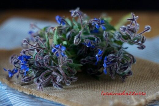 Fiori di borragine fritta:la ricetta delle donne di lucciano!!!