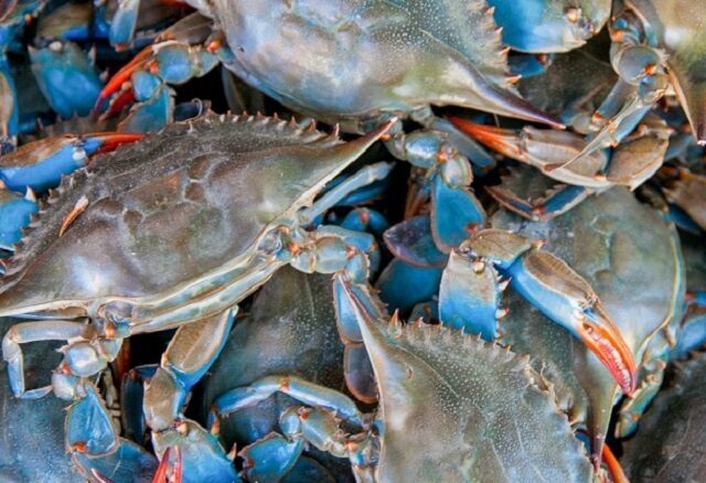 Granchio blu cos’è come pulirlo quanto costa e come cucinarlo