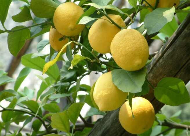 Granita limone siciliana zucchero acqua limone