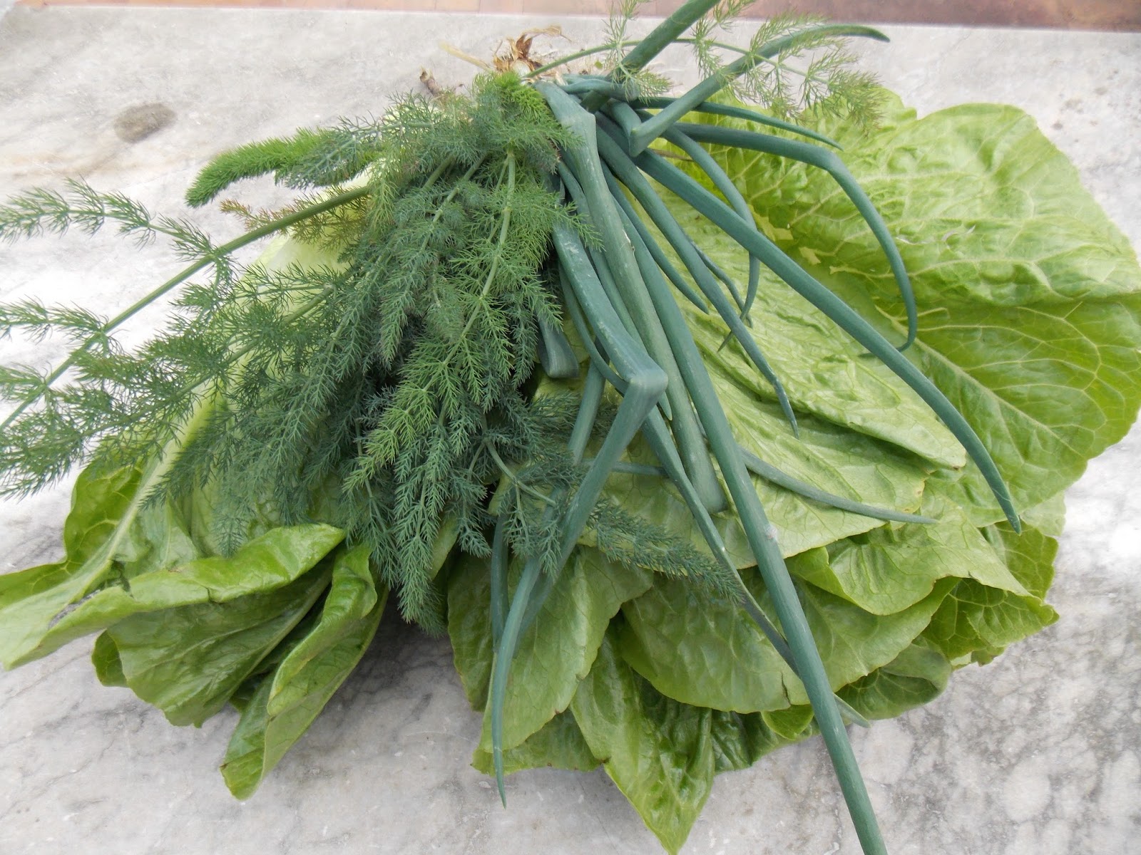 Insalata di lattuga romana