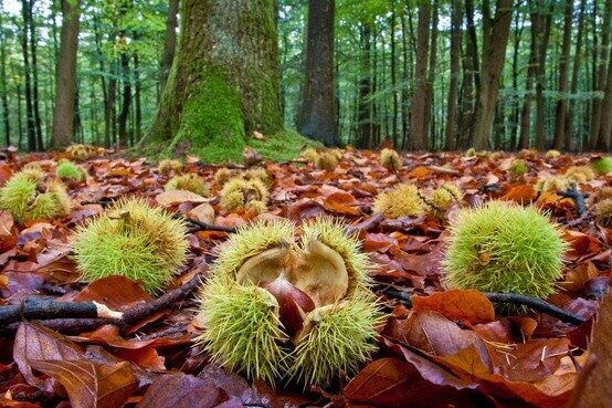 Le castagne