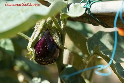 Melanzane sottolio…pura libidine!