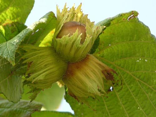 Nocciola piemonte IGP