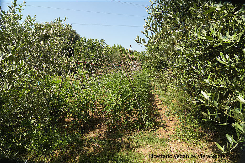 Orto in crescita – grazie madre natura