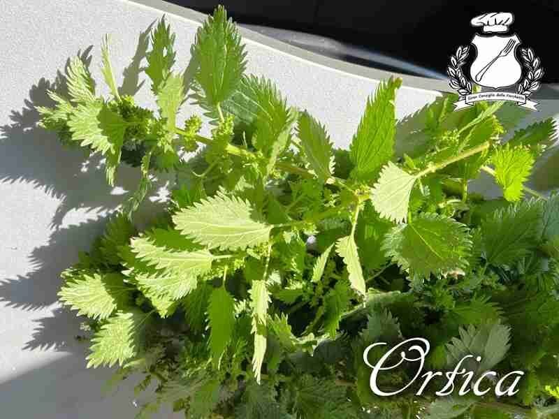 Ricette con le ortiche