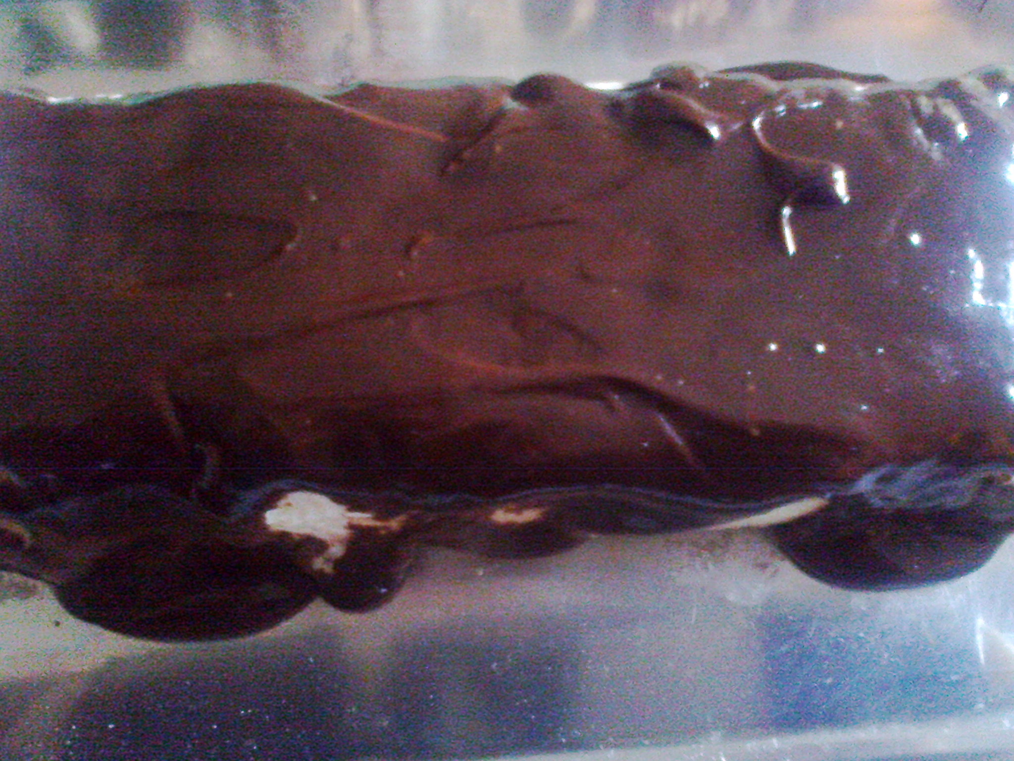 Semifreddo al cioccolato fuso