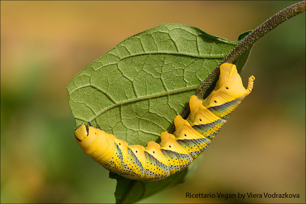 Sfinge testa di morto – acherontia atropos linnaeus, 1758