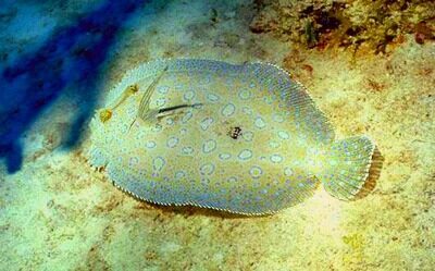 Sogliola, un pesce semplice ma ricco di proteine ed omega 3