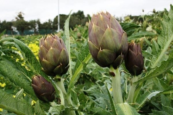 Carciofi benefici per la salute, valori nutrizionali e ricette