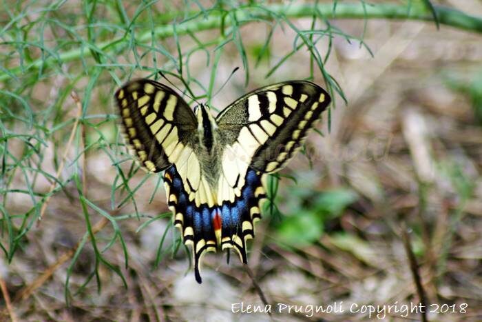 I papilionidi – farfalle meravigliose