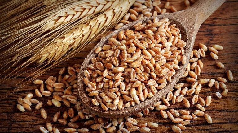Il farro