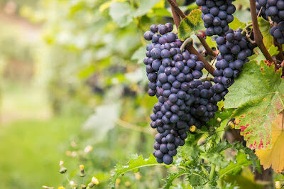 Il Pinot Nero, conosciamolo insieme