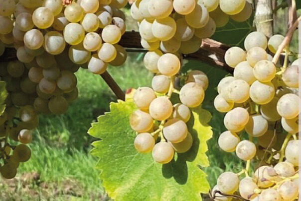 Il vitigno lucano recuperato: l’asprinio di ruoti