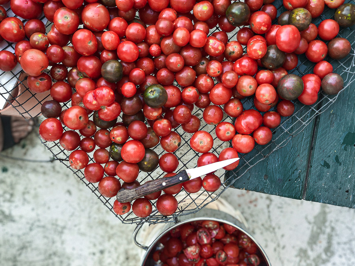 La ricetta e il metodo per fare la conserva di pomodoro in casa.