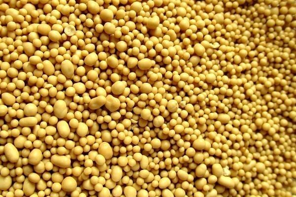 Lievito di birra: fresco o secco? Dosi e differenze