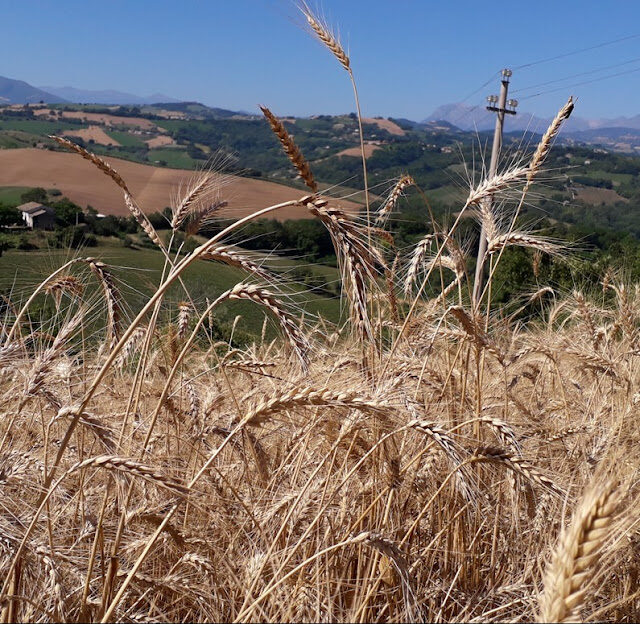 Miscugli e popolazioni evolutive: la basilicata c’è!