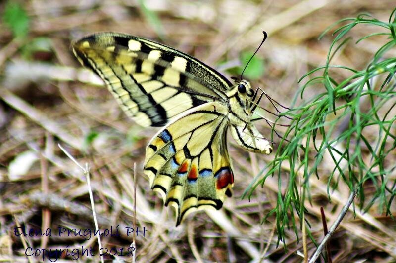 Papilio machaon – macaone