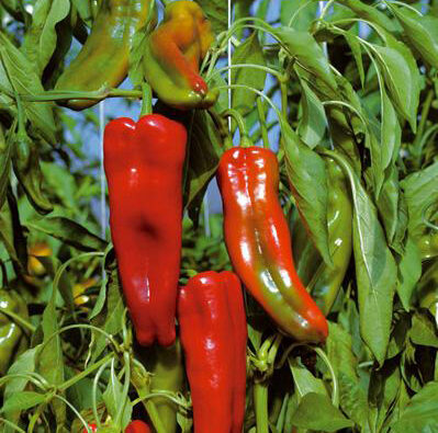 Peperoni secchi