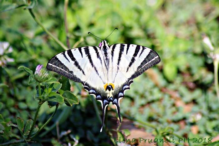 Podalirio – iphiclides podalirius
