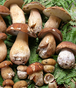 Pollo con funghi porcini