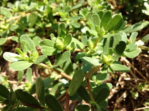 Portulaca o “ndracchia”