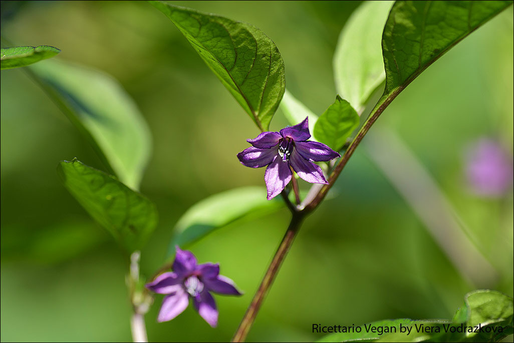 Murasaki nero – antico peperone dolce giapponese
