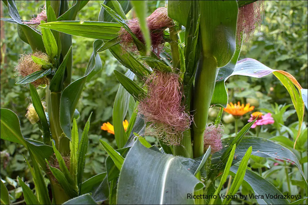 Baby mai chires zea mays varietà antica