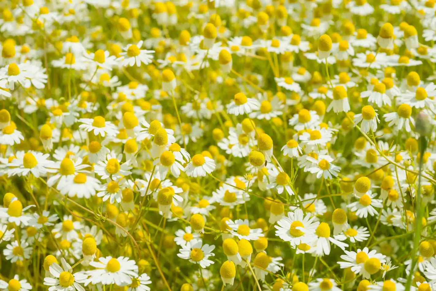 Camomilla essiccata e al naturale, proprietà e usi