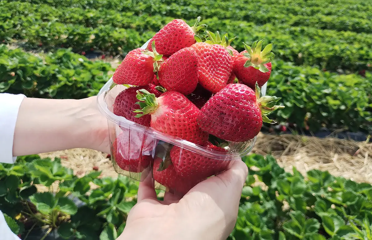 Festa delle fragole alla cascina caiella: un trionfo di gusto e tradizione agricola lombarda