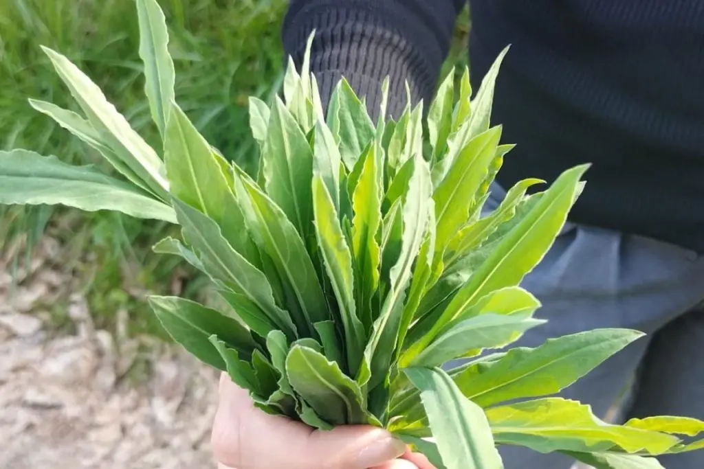 Hai mai assaggiato gli strigoli?