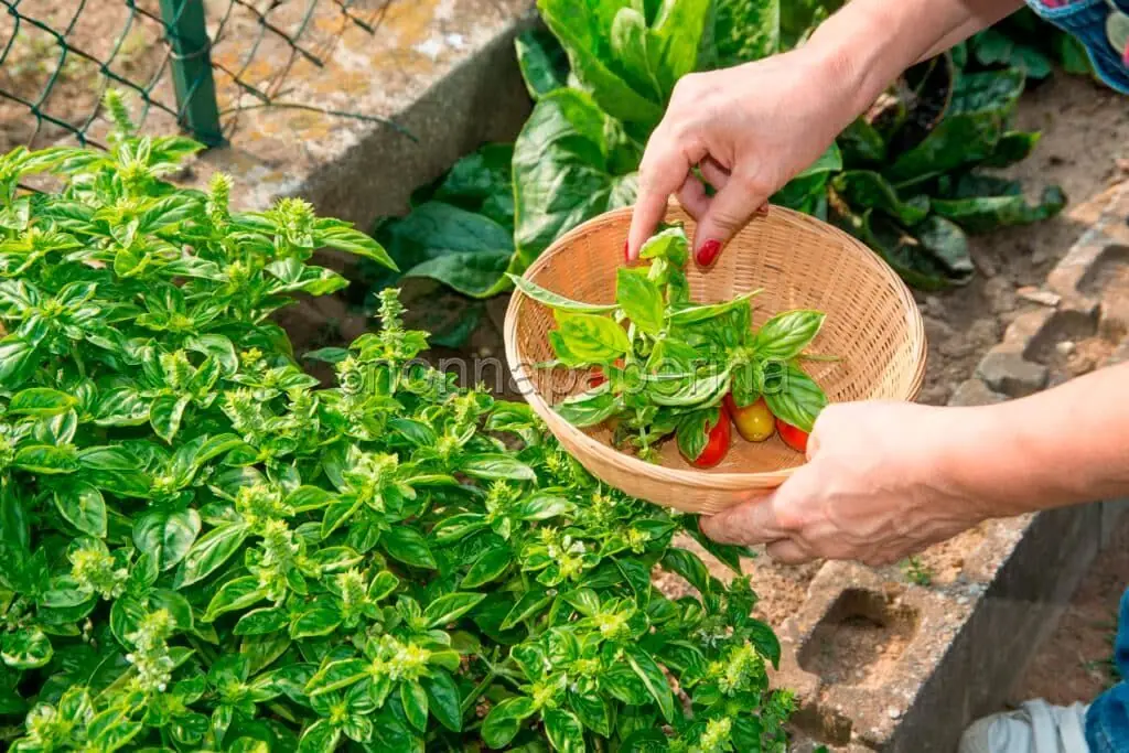 Riso croccante alle verdure, non il solito risotto