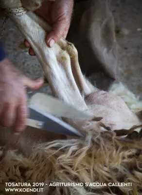 Su casu axedu e l’antico rito della tosatura: sa tundidura