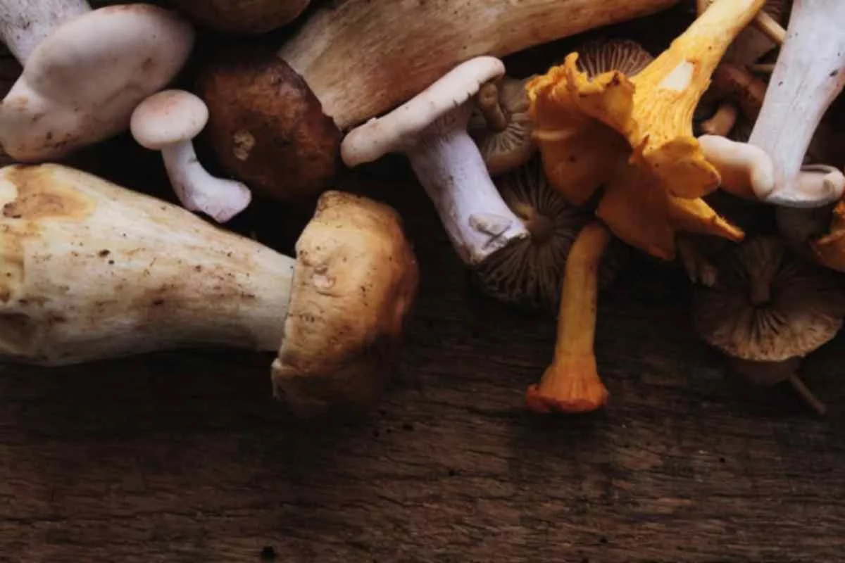 Il mio trucco per congelare i funghi freschi senza rovinarli: così li ho perfetti tutto l’anno per risotti e sughi