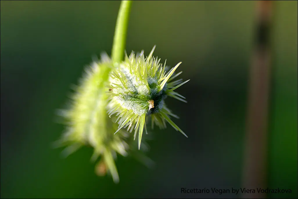 Sechium edule –  zucchino spinoso nel nostro orto