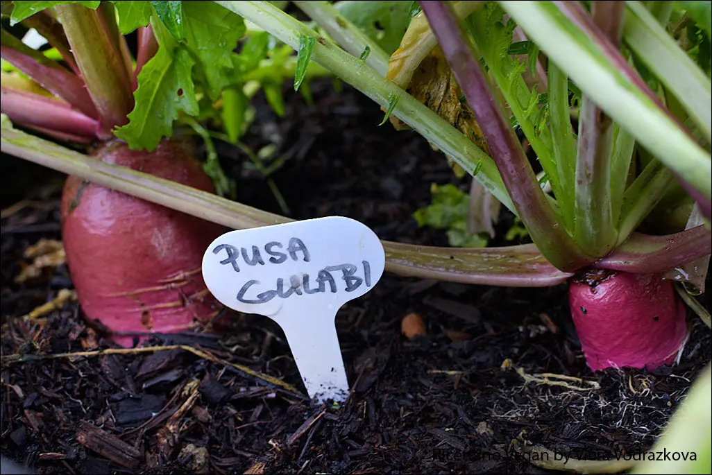 Pusa gulabi raphanus sativus indiano